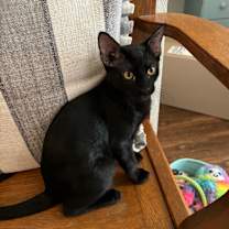 Thumbnail photo of Toothless #1