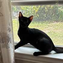 Thumbnail photo of Toothless #3