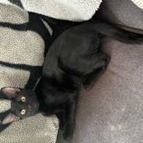 Thumbnail photo of Toothless #4