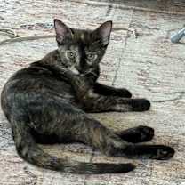 Thumbnail photo of Chanelle #1