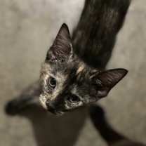 Thumbnail photo of Chanelle #3