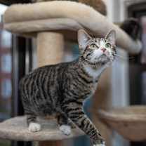 Thumbnail photo of Emerald #2