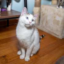 Thumbnail photo of Sapphire #2