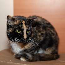 Thumbnail photo of Natasha #2