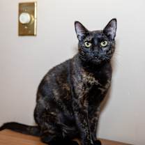 Thumbnail photo of Sassy #1