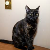 Thumbnail photo of Sassy #2