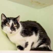 Thumbnail photo of Rosemary #2