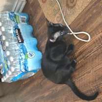 Thumbnail photo of Little Mo #1