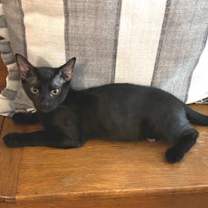 Thumbnail photo of Little Mo #2