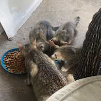 Thumbnail photo of Little Mo #3