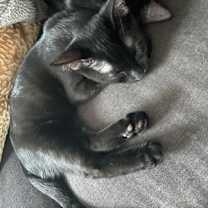 Thumbnail photo of Black Panther #1