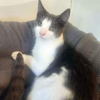 Thumbnail photo of BISCOTTI #1