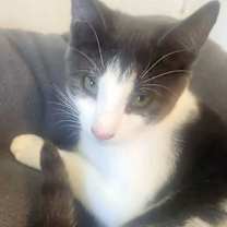 Thumbnail photo of BISCOTTI #2