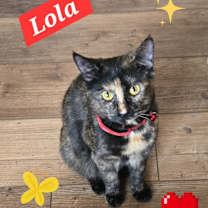 Thumbnail photo of Lola R #1