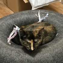 Thumbnail photo of Lola R #3