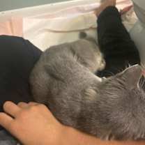 Thumbnail photo of zz 'Soprano' courtesy listing #3