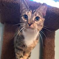 Thumbnail photo of LIVELY LACEY #1