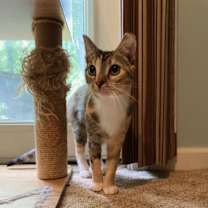 Thumbnail photo of LIVELY LACEY #3