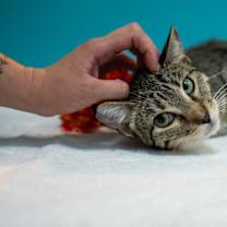 Thumbnail photo of Aggie #1