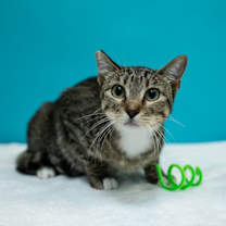 Thumbnail photo of Aggie #2