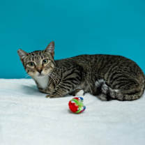 Thumbnail photo of Aggie #3