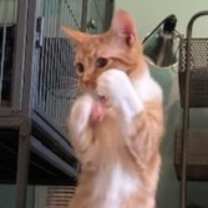 Thumbnail photo of PERKY PEANUT #2