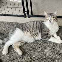 Thumbnail photo of Leo #2