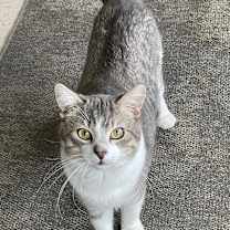 Thumbnail photo of Leo #1