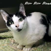 Thumbnail photo of Moo Moo Meadows #2