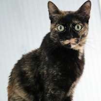 Thumbnail photo of Toffee #1