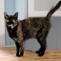 Thumbnail photo of Toffee #2