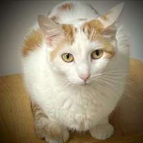 Thumbnail photo of Sophie #2