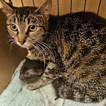 Thumbnail photo of Peach #4