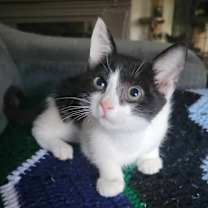 Thumbnail photo of Gadget #1