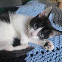 Thumbnail photo of Gadget #2