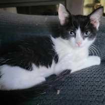 Thumbnail photo of Gadget #3