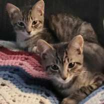 Thumbnail photo of Chaos #2