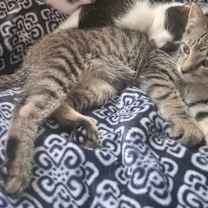 Thumbnail photo of Mayhem #1