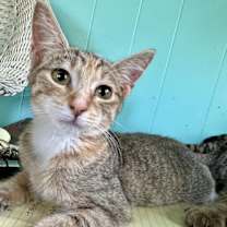 adopt-pet