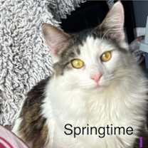 Thumbnail photo of Springtime #1