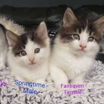 Thumbnail photo of Springtime #3