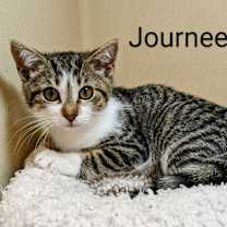 Thumbnail photo of Journee #1