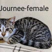 Thumbnail photo of Journee #2