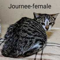 Thumbnail photo of Journee #3