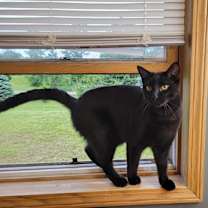 Thumbnail photo of Shady #1