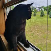 Thumbnail photo of Shady #4