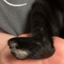 Thumbnail photo of Little Mo #4