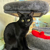 Thumbnail photo of Tyson #1