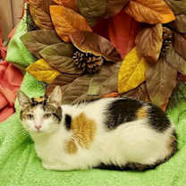 Thumbnail photo of PASSION FRUIT #1