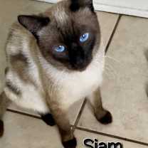 Thumbnail photo of SIAM #2